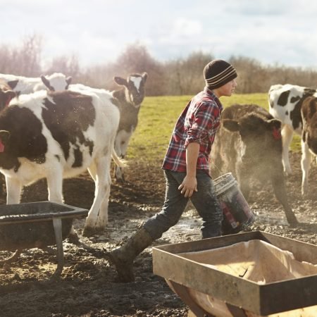 Boy farmer feeding cows in dairy farm field
