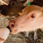 Feeding of little calves milk from bottles on local buffalo farm in Laos.